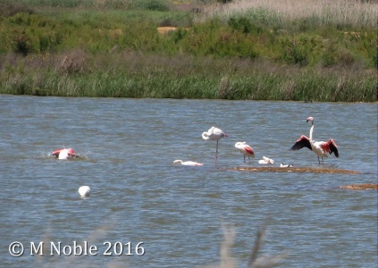 greater flamingo - record shot - (Phoenicopterus roseus) M Noble